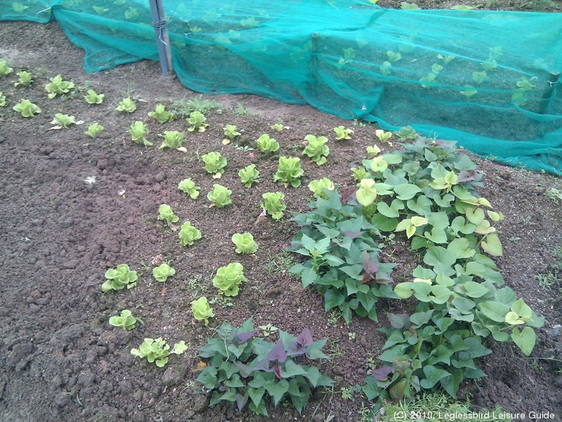 20100215Farm Visit13.jpg